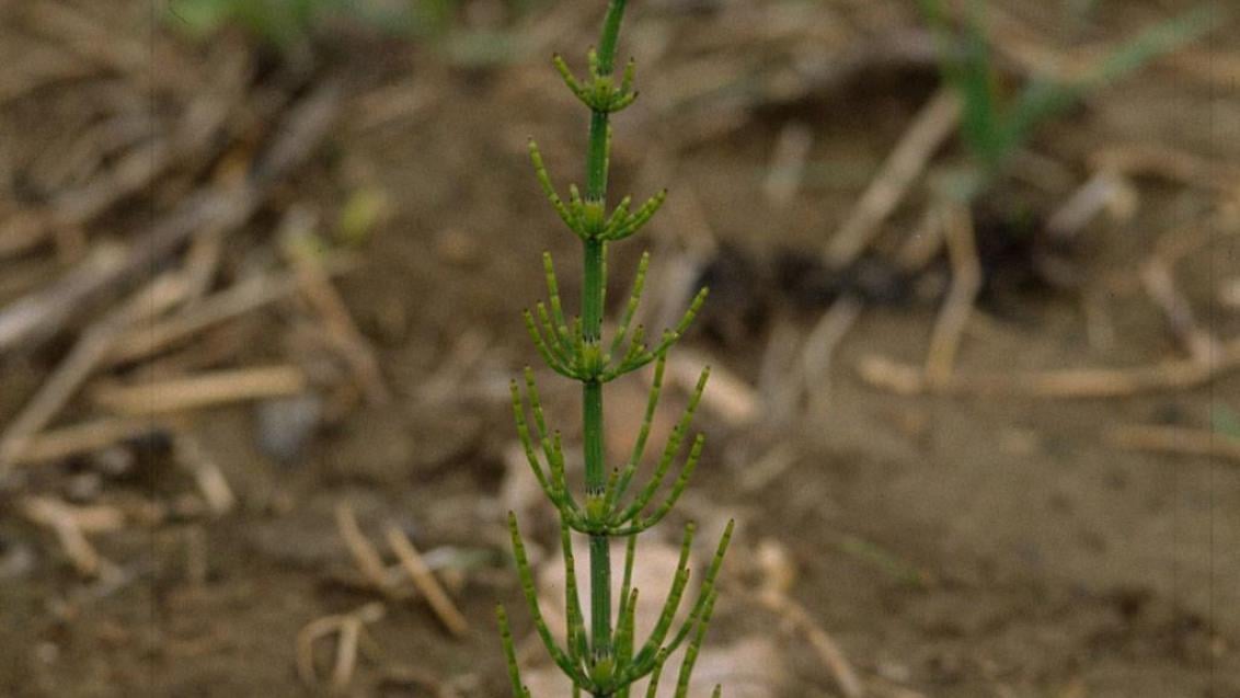 Cavalinha-dos-campos, Dicotiledóneas perenes
