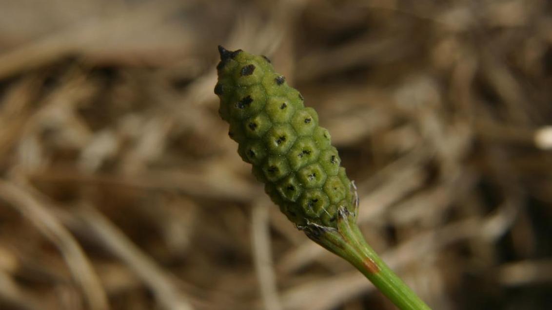 Pinheirinha, Dicotiledóneas perenes