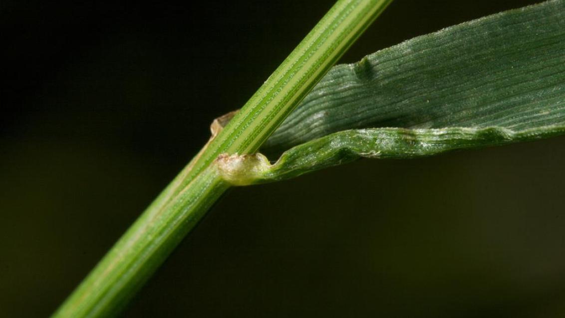 Festuca-dos-prados, Gramíneas anuais e perenes