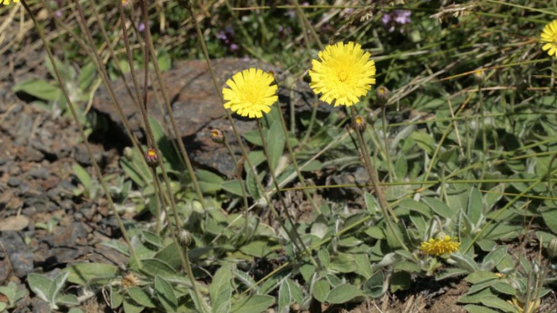 Pilosela-das-boticas, Dicotiledóneas perenes