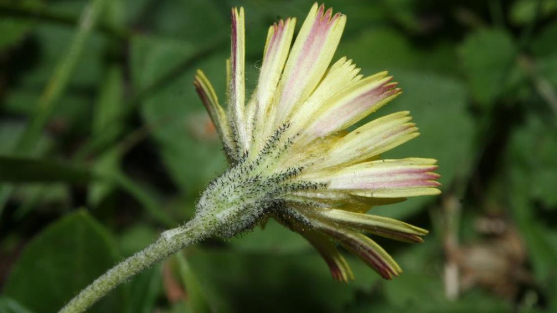 Pilosela-das-boticas, Dicotiledóneas perenes
