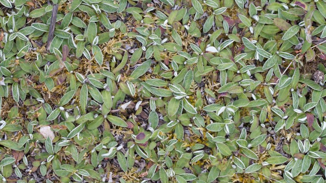 Pilosela-das-boticas, Dicotiledóneas perenes