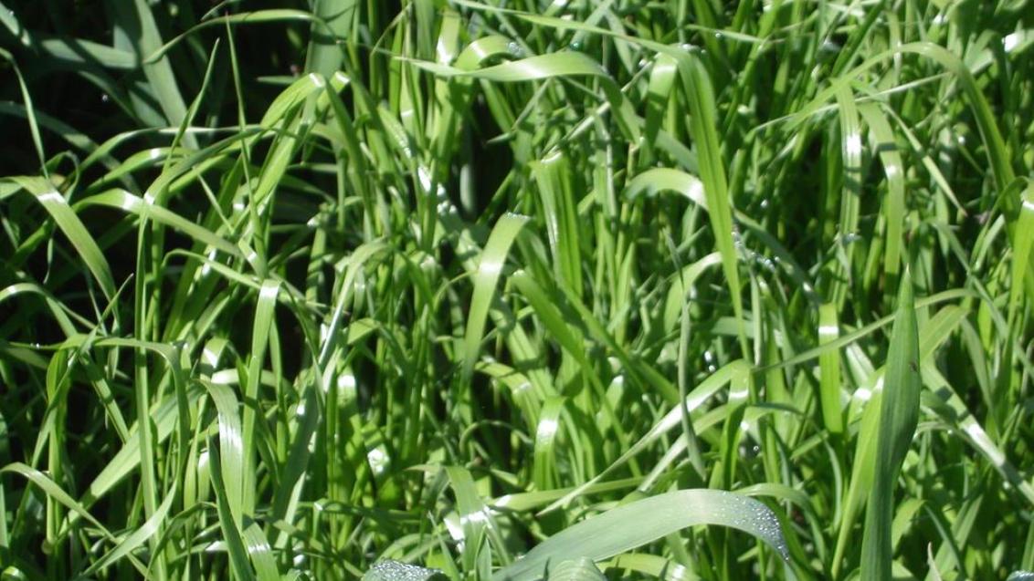 Erva-febra, Gramíneas anuais e perenes
