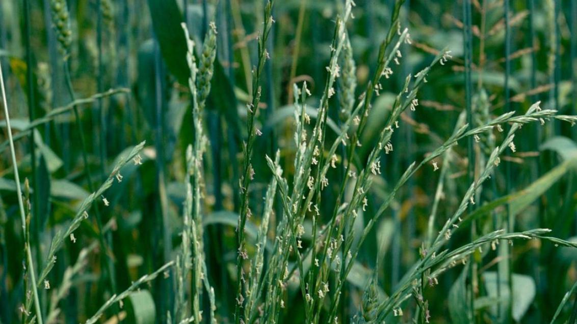 Erva-febra, Gramíneas anuais e perenes