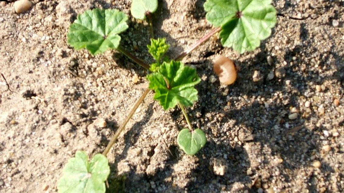 Malva-redonda, Dicotiledóneas perenes