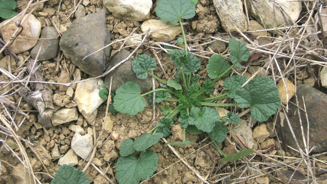 Malva-silvestre, Dicotiledóneas perenes