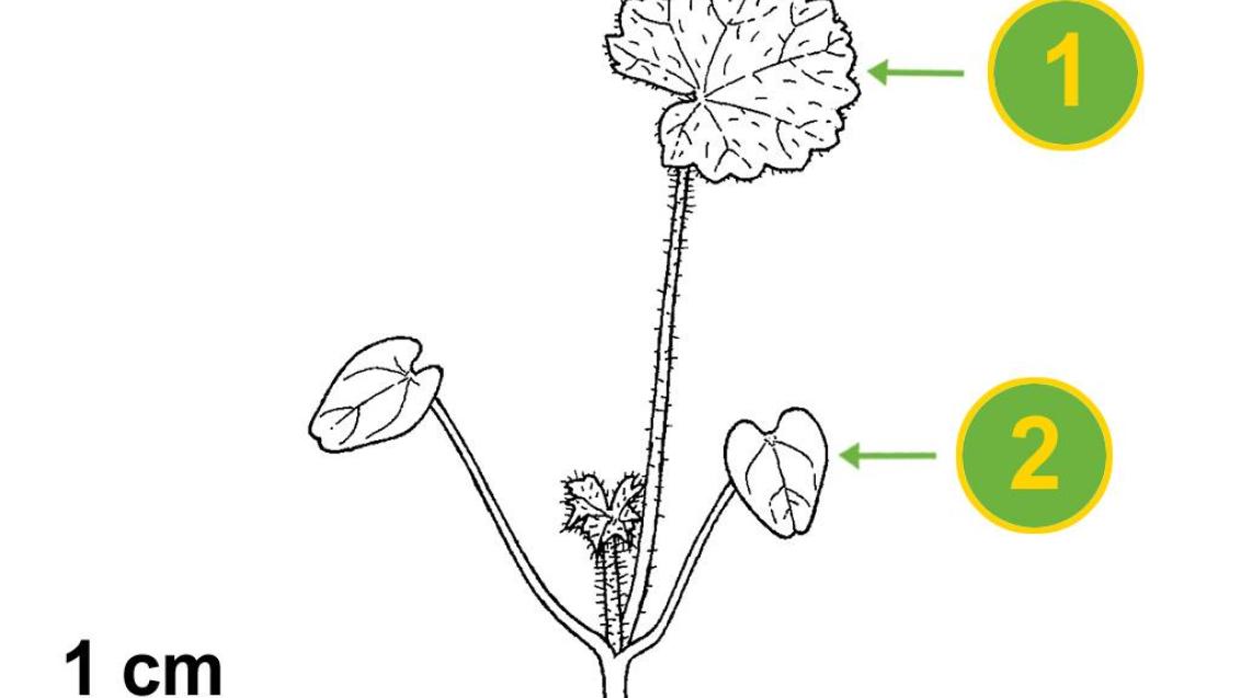 Malva-silvestre, Dicotiledóneas perenes
