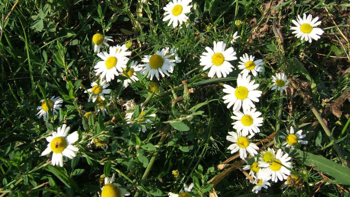 Margaça-das-boticas , Dicotiledóneas anuais