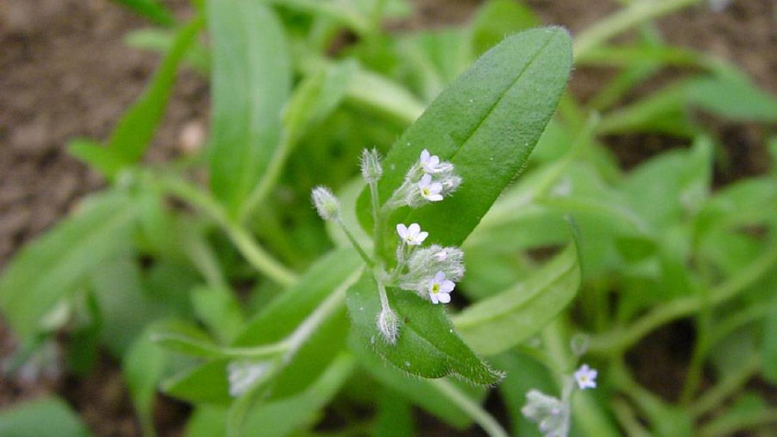 Miosotis, Dicotiledóneas anuais
