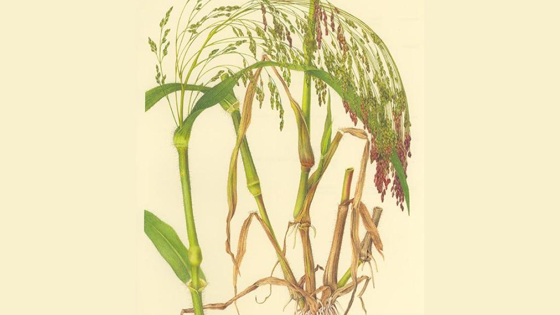 Milhete, Gramíneas anuais e perenes