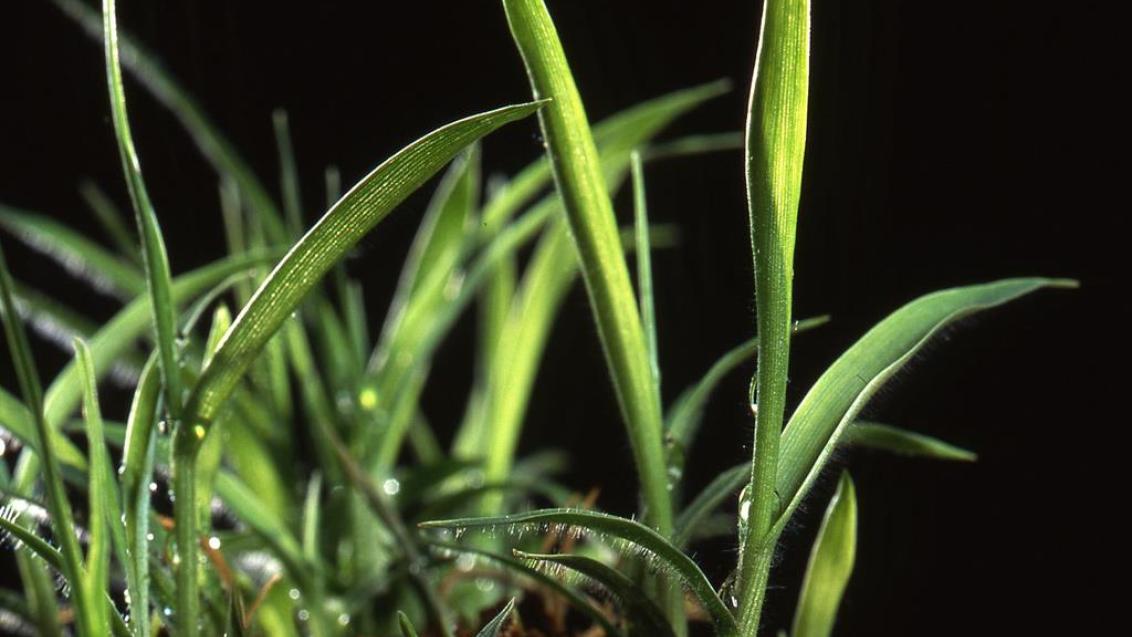Milhete, Gramíneas anuais e perenes