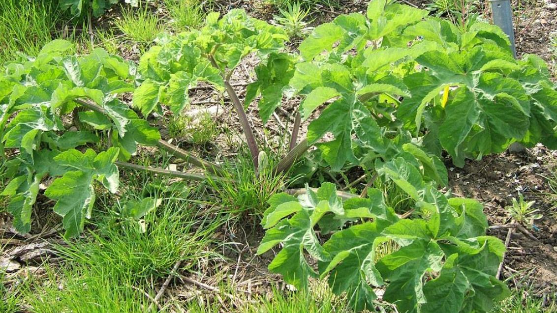 Cherívia, Dicotiledóneas perenes