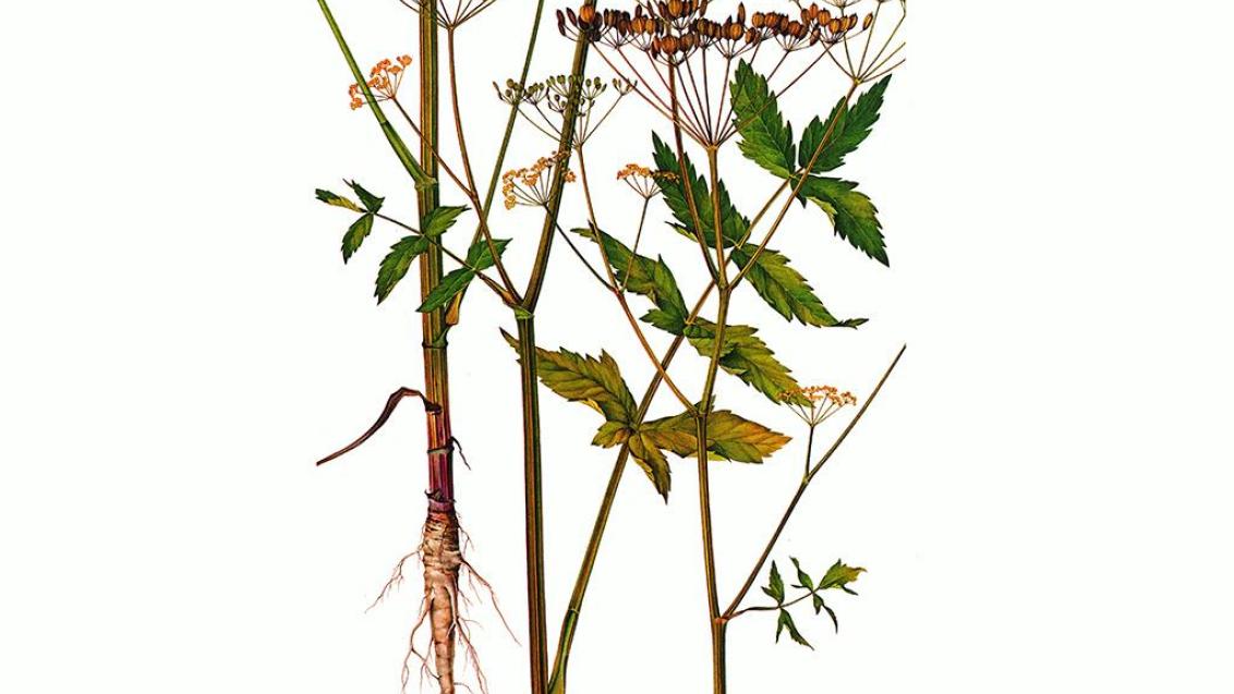 Cherívia, Dicotiledóneas perenes