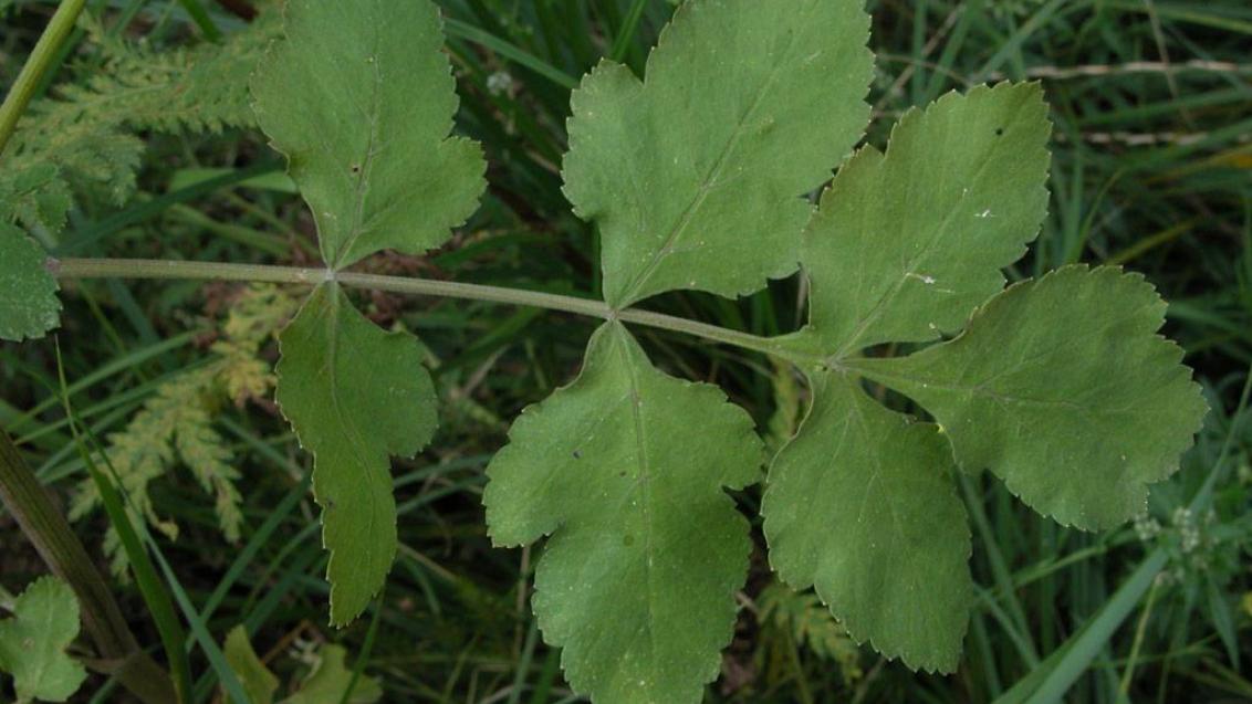 Cherívia, Dicotiledóneas perenes