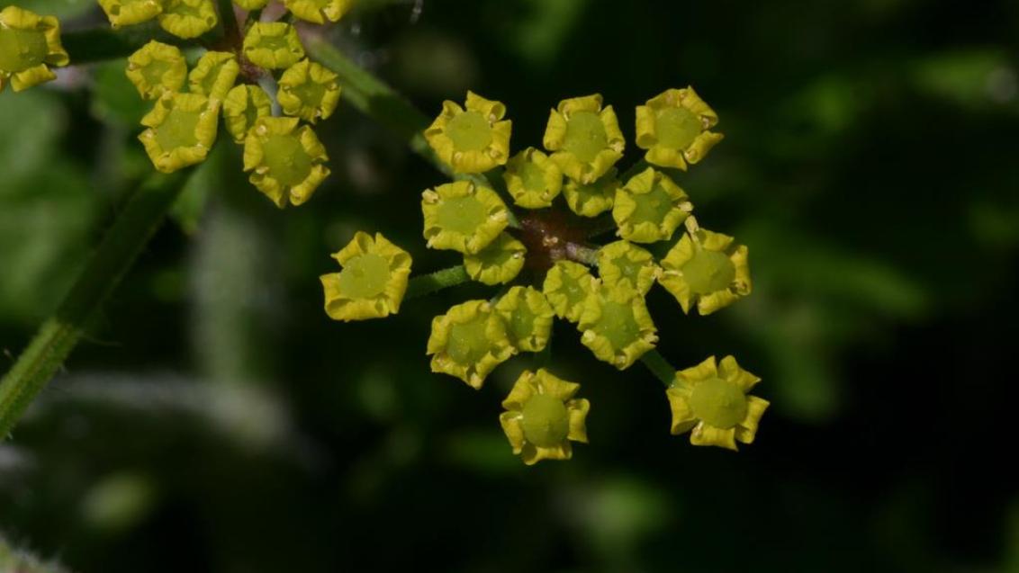 Cherívia, Dicotiledóneas perenes