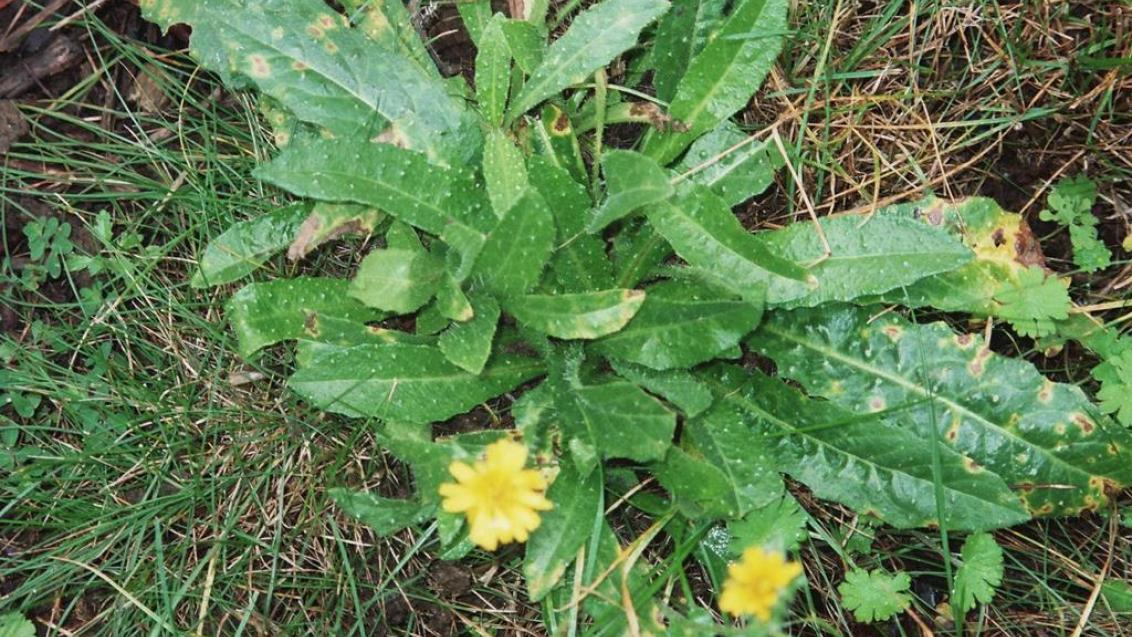 Raspa-saias, Dicotiledóneas perenes