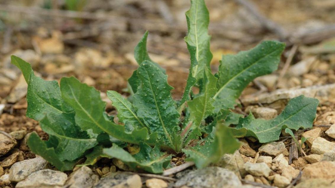 Raspa-saias, Dicotiledóneas perenes
