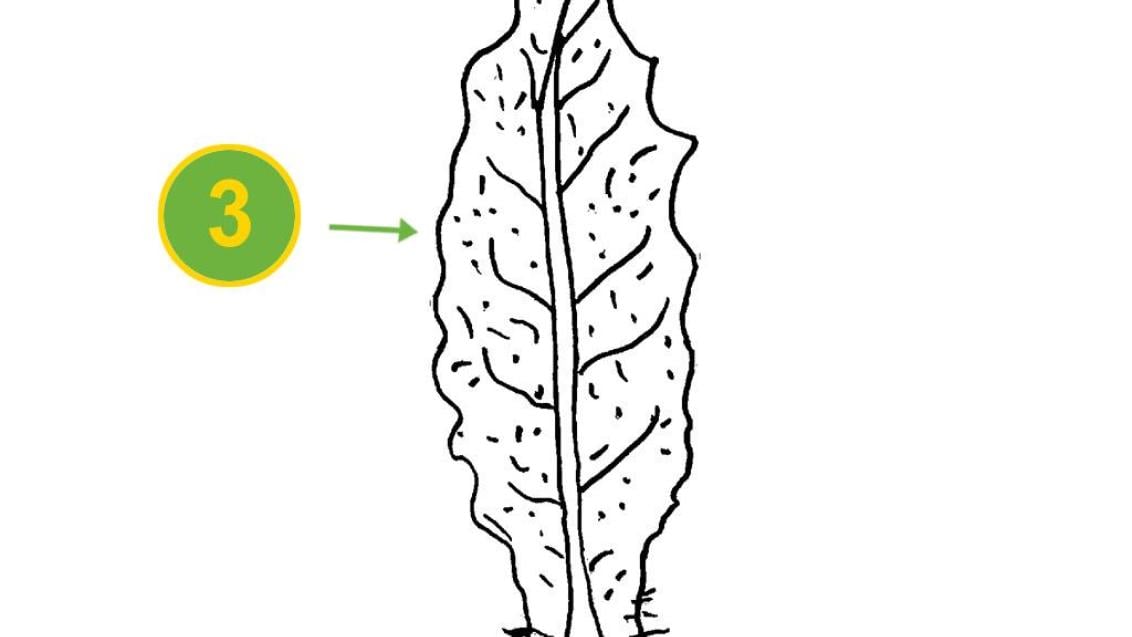 Raspa-saias, Dicotiledóneas perenes
