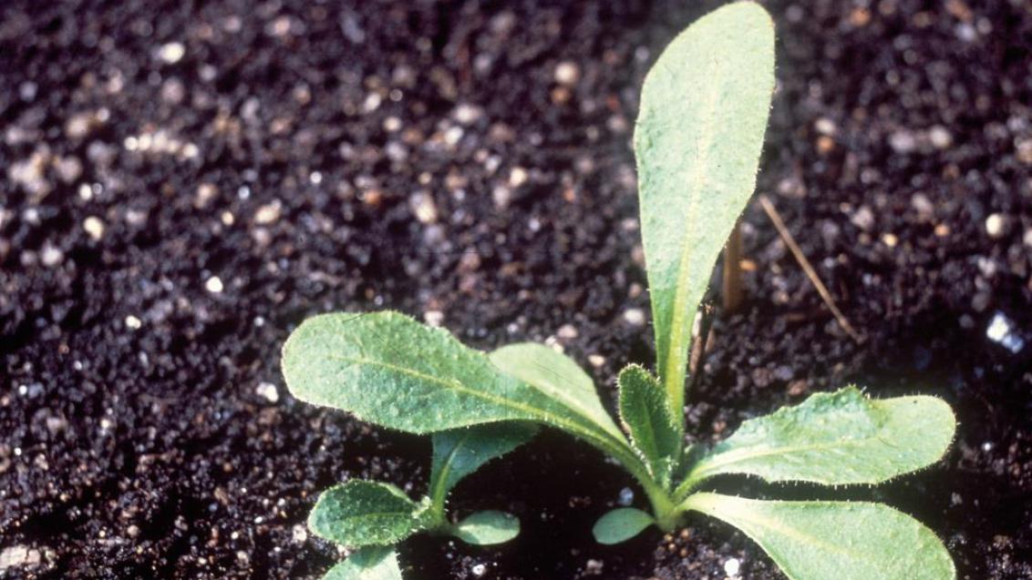 Raspa-saias, Dicotiledóneas perenes