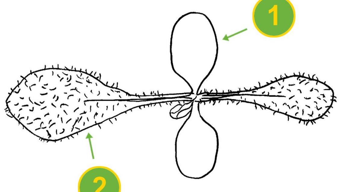 Raspa-saias, Dicotiledóneas perenes
