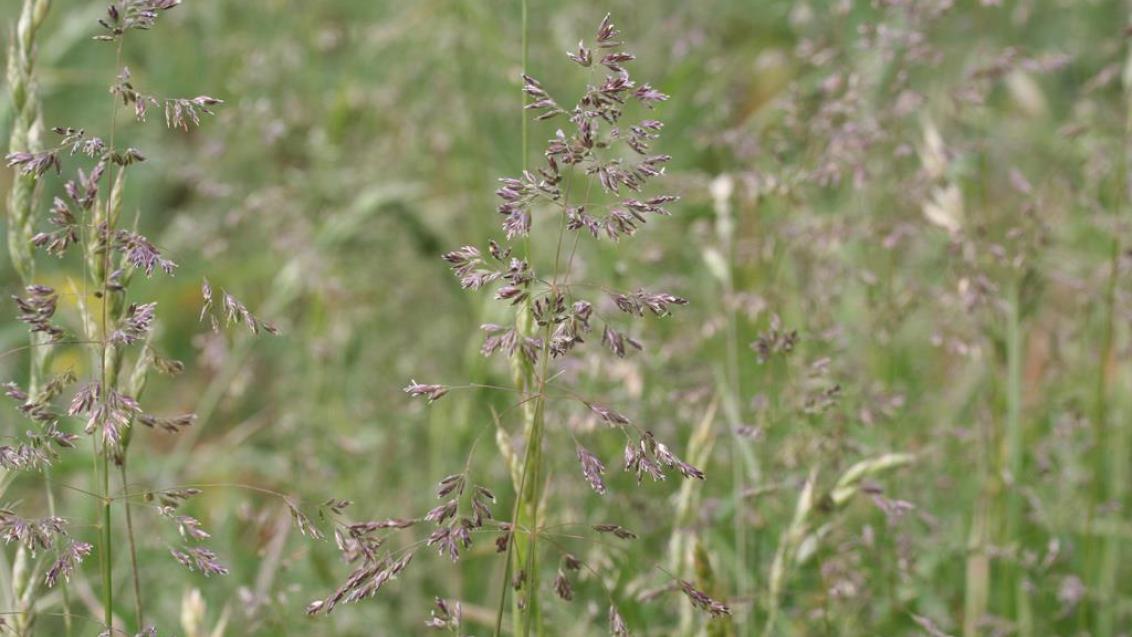 Erva-de-febra, Gramíneas anuais e perenes