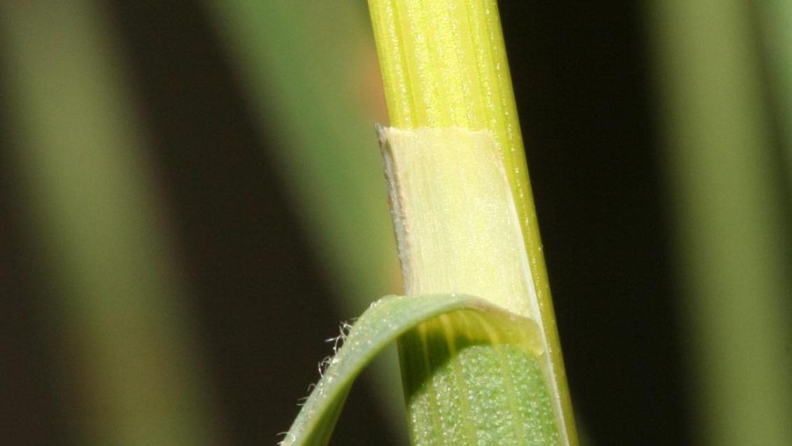 Erva-de-febra, Gramíneas anuais e perenes