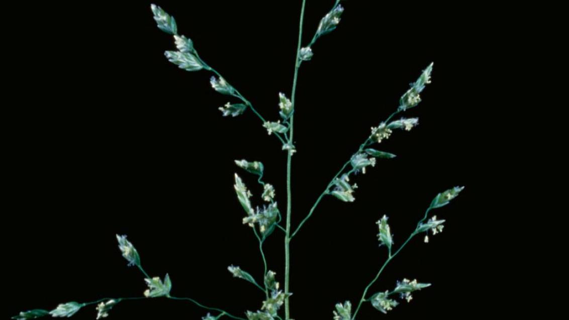Poa-comum, Gramíneas anuais e perenes