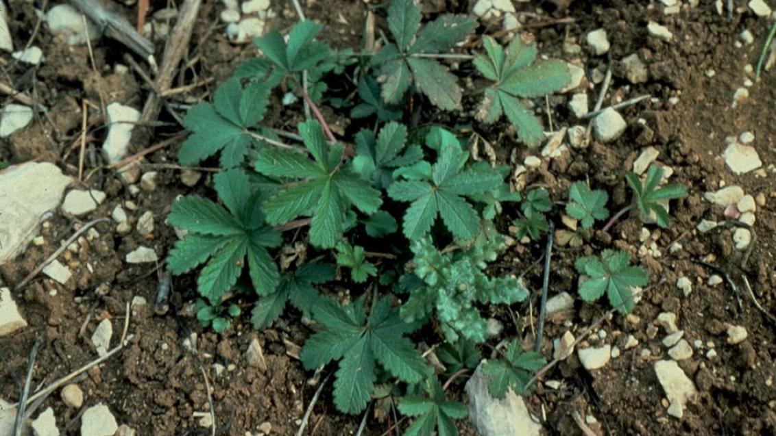 Cinco-em-rama, Dicotiledóneas perenes