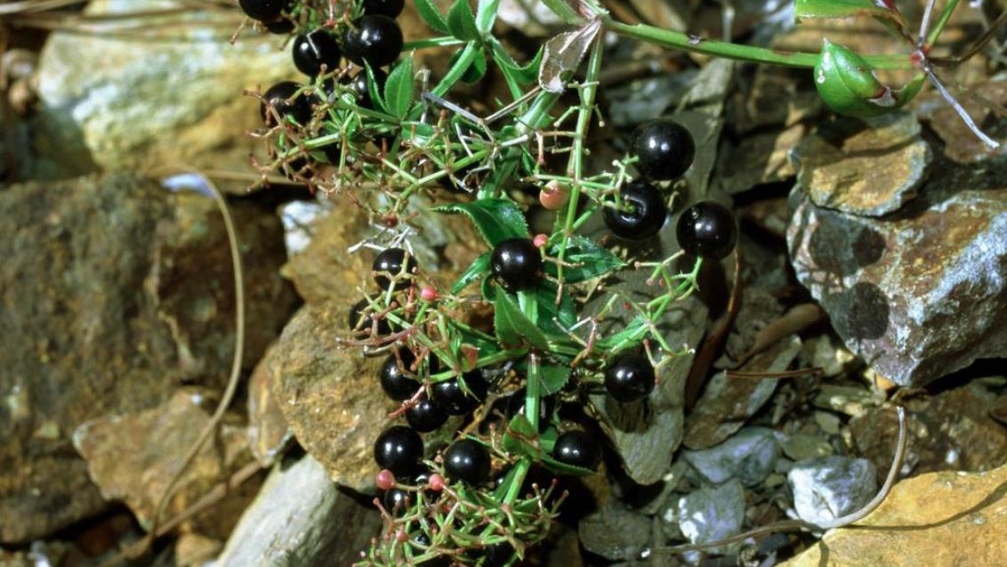 Granza-brava, Dicotiledóneas perenes