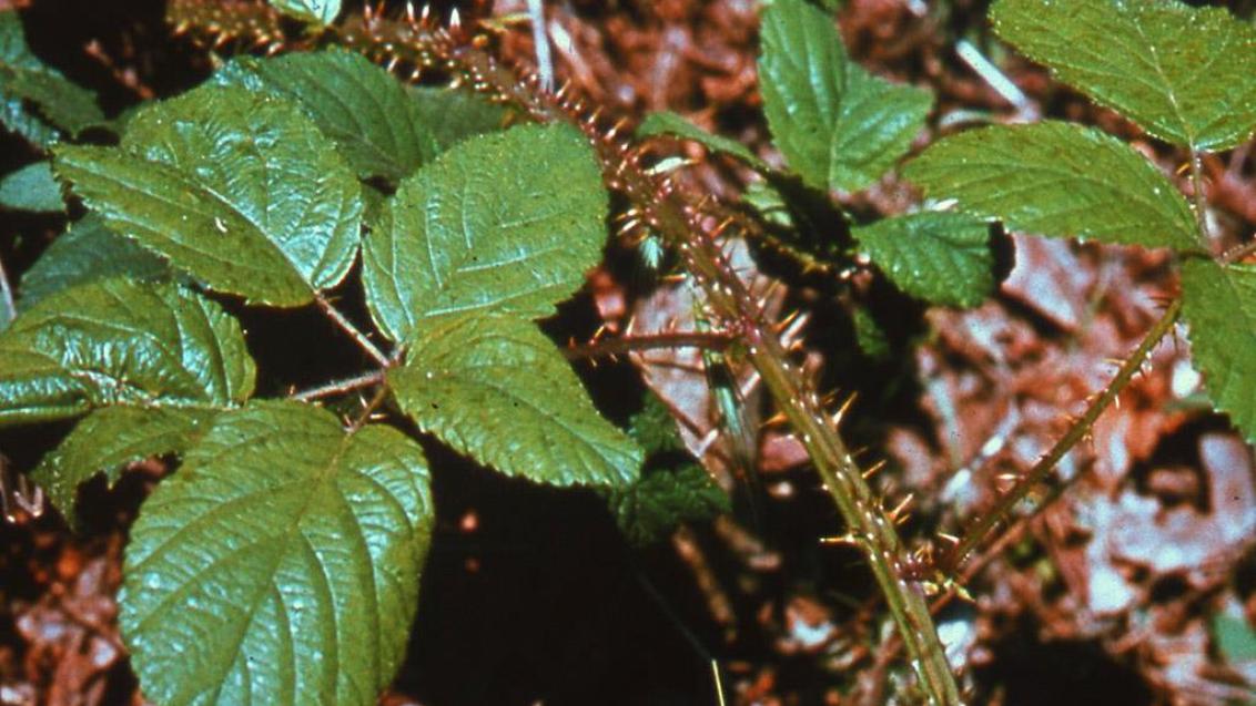 Amora-de-silvas, Dicotiledóneas perenes