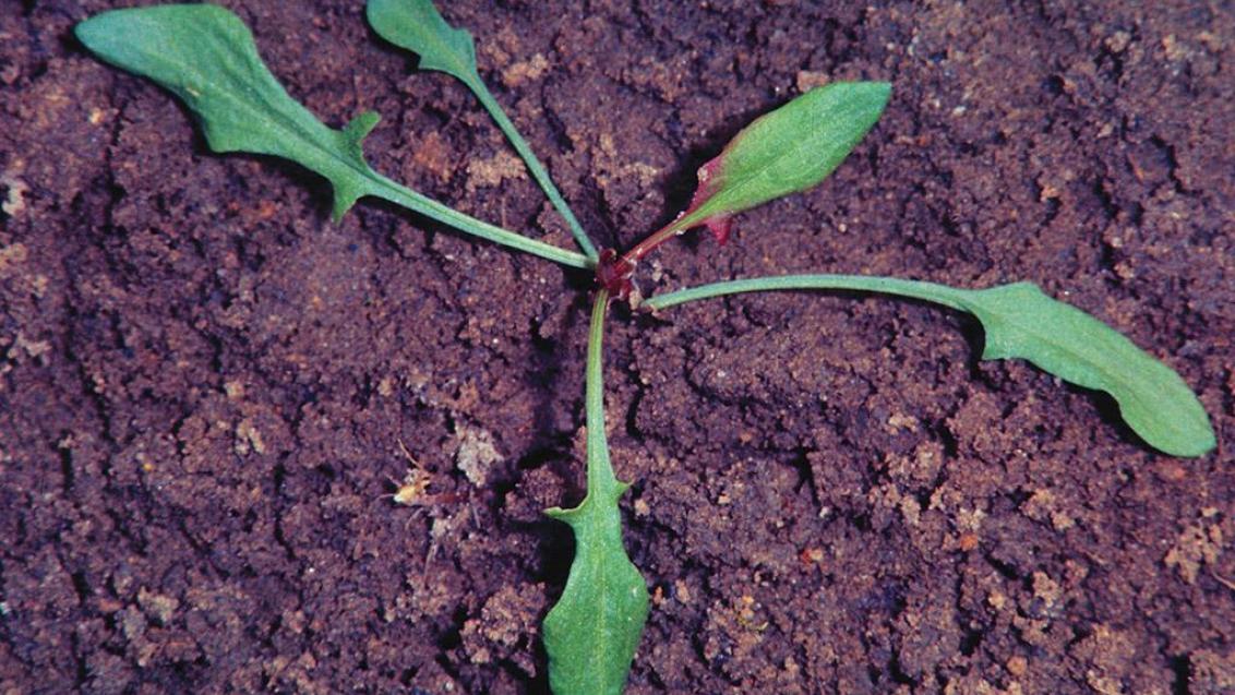Acetosela, Dicotiledóneas perenes