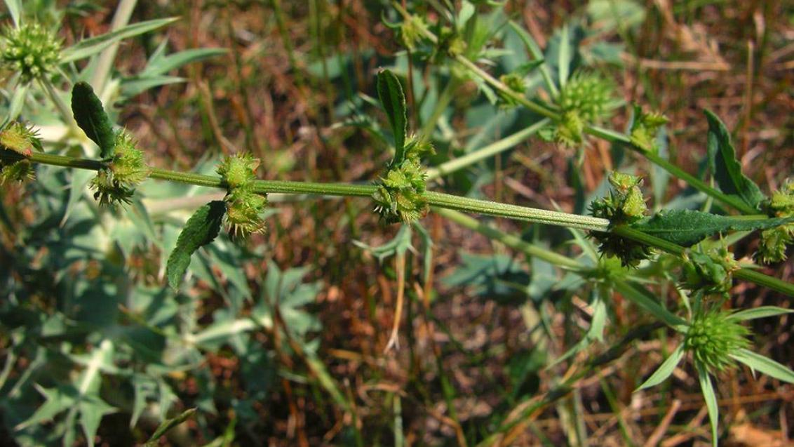 Labaça-sinuada, Dicotiledóneas perenes