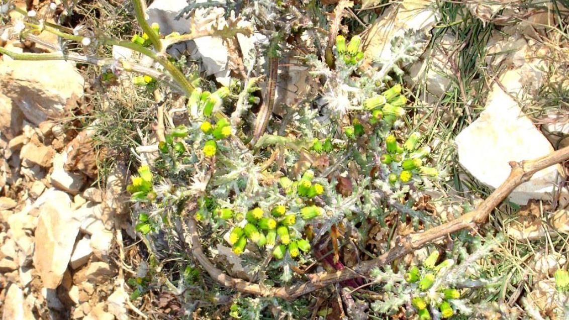 Tasneirinha, Dicotiledóneas anuais