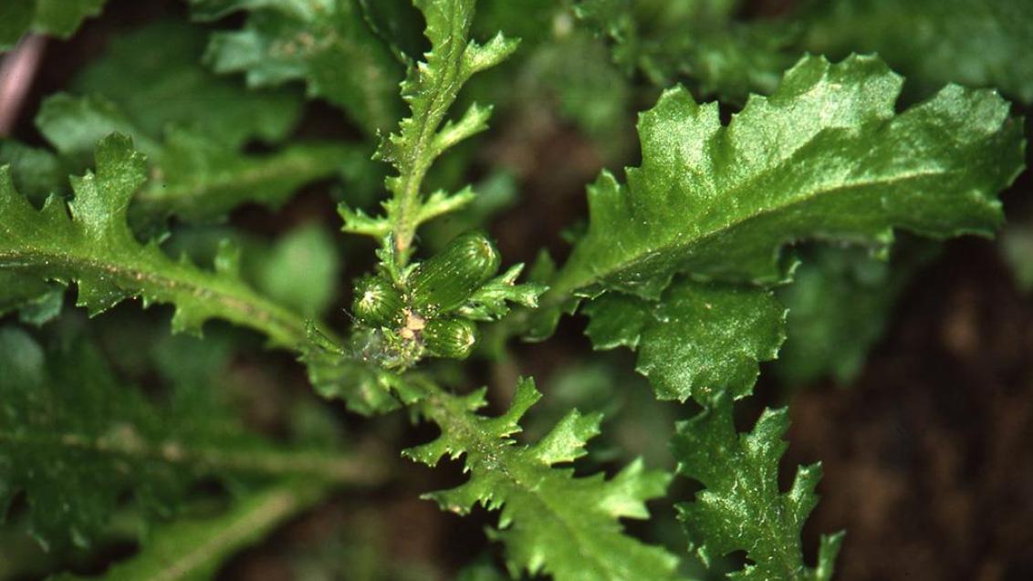 Tasneirinha, Dicotiledóneas anuais
