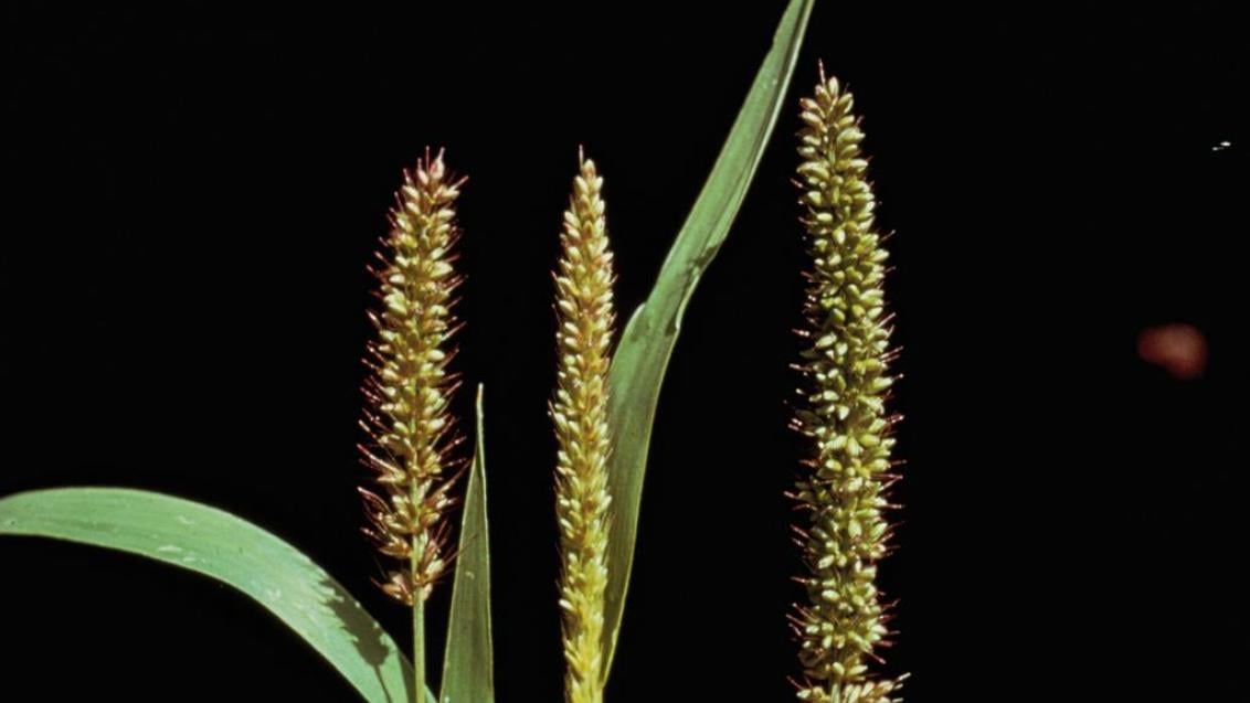Milhã-verticilada, Gramíneas anuais e perenes