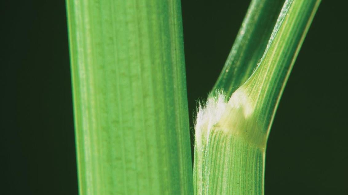 Milhã-verticilada, Gramíneas anuais e perenes