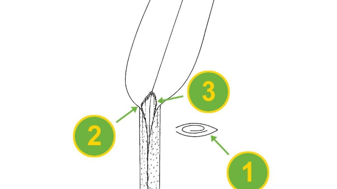 Milhã-verticilada, Gramíneas anuais e perenes