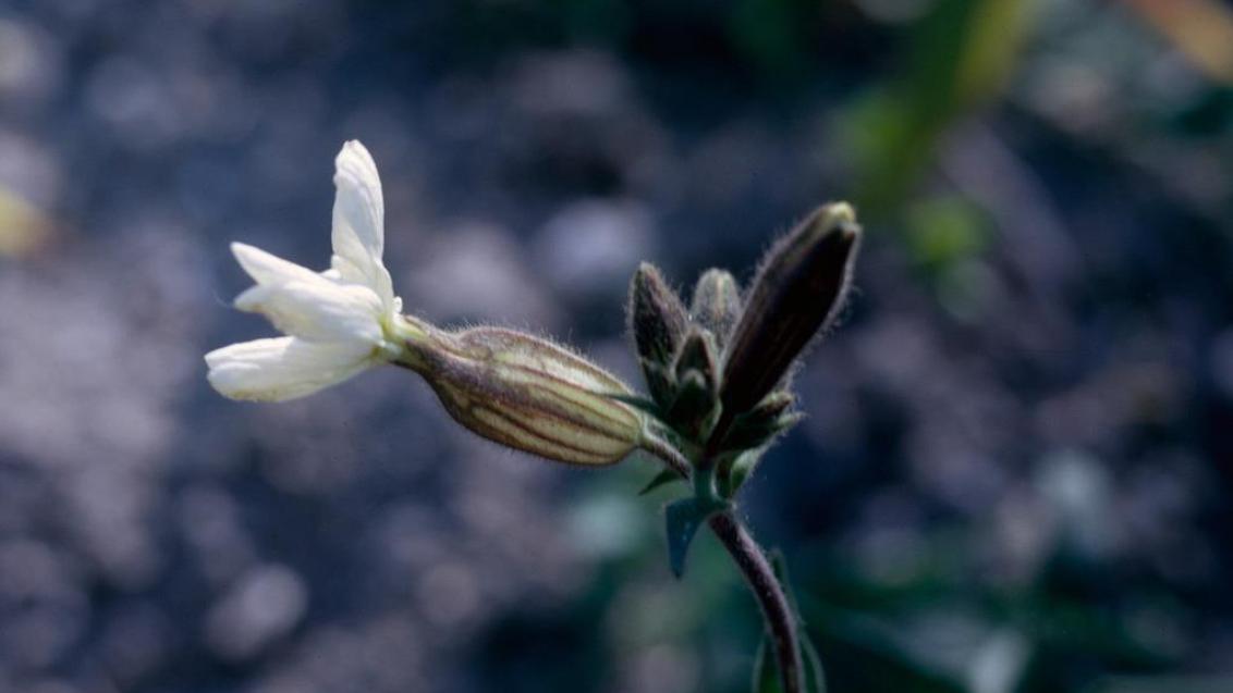 Erva-Traqueira, Dicotiledóneas perenes