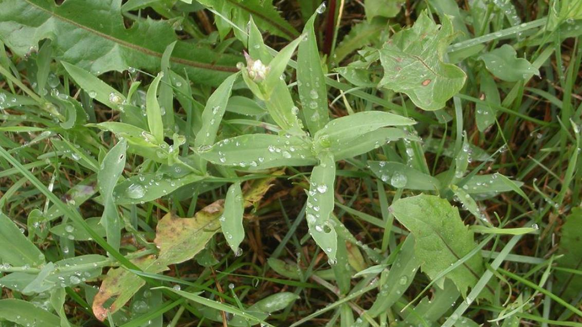 Erva-Traqueira, Dicotiledóneas perenes