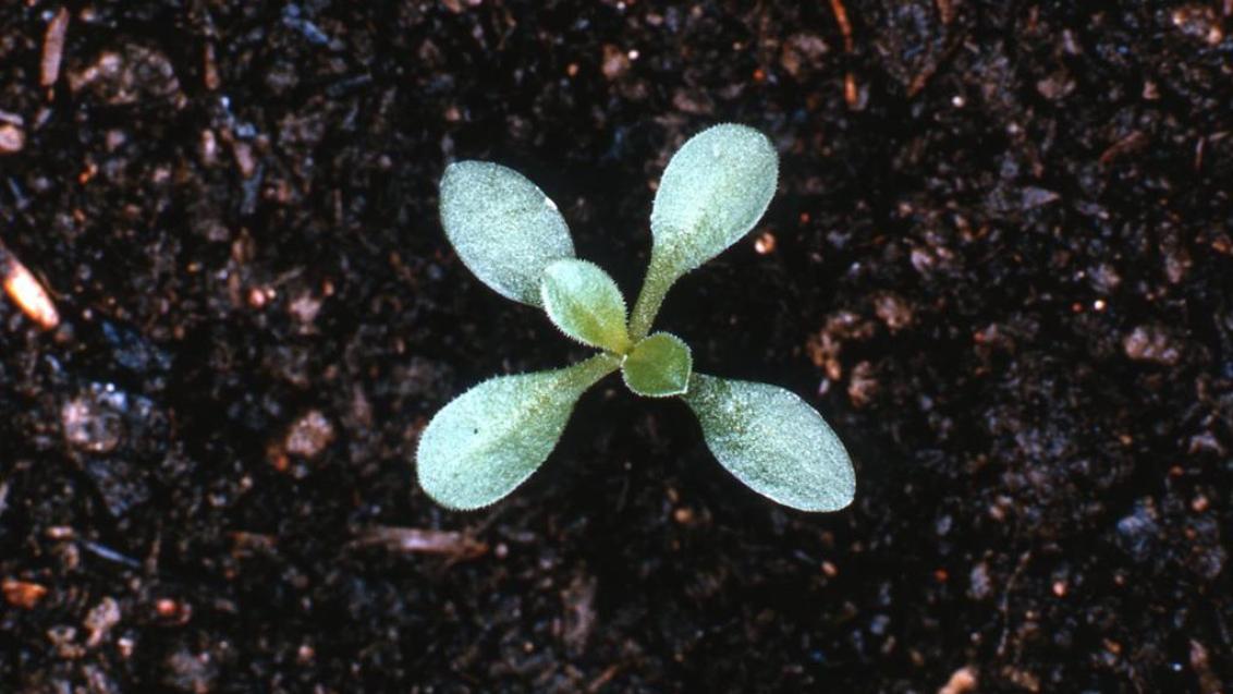 Erva-Traqueira, Dicotiledóneas perenes