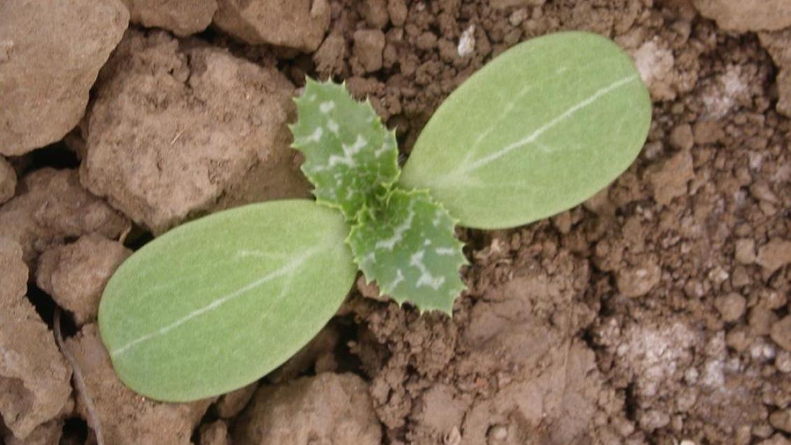 Cardo-leiteiro, Dicotiledóneas anuais