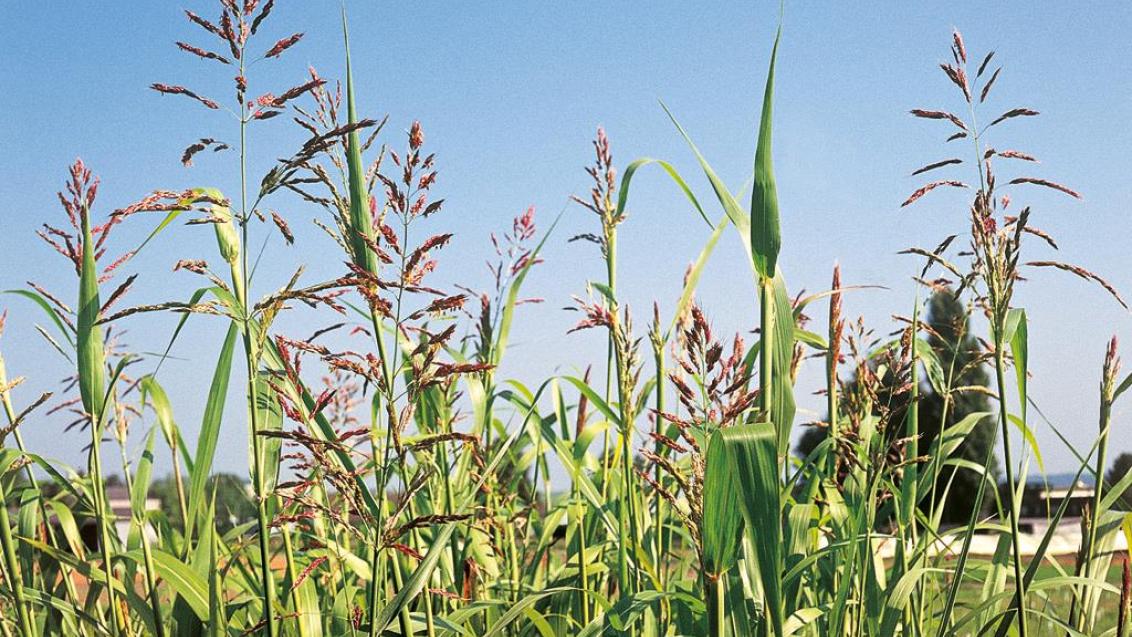 Sorgo-bravo, Gramíneas anuais e perenes