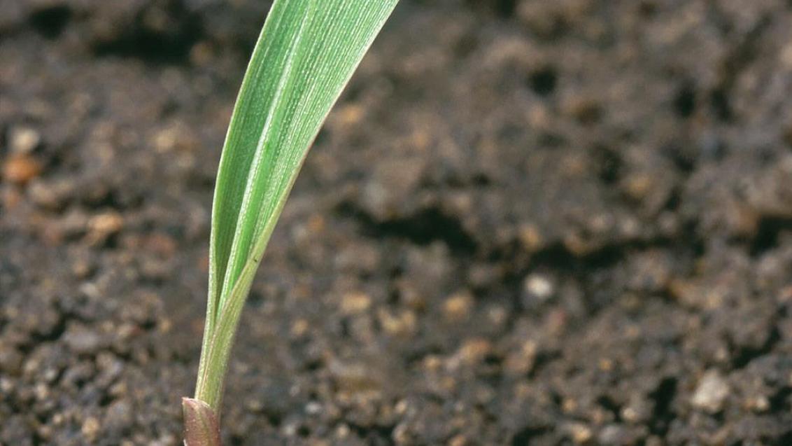 Sorgo-bravo, Gramíneas anuais e perenes