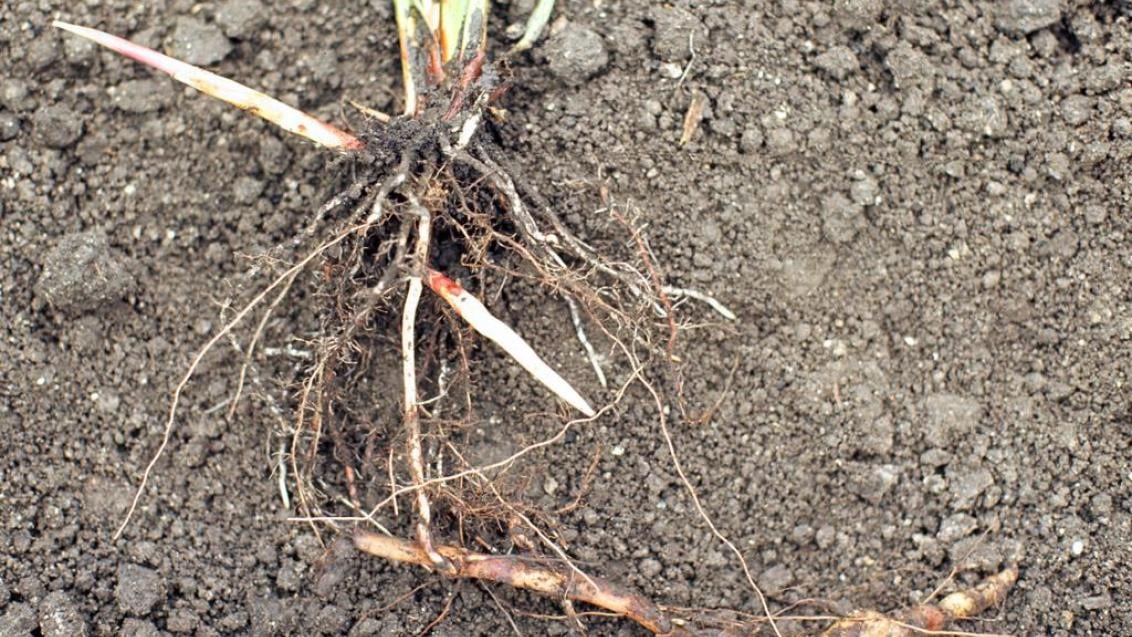 Sorgo-bravo, Gramíneas anuais e perenes