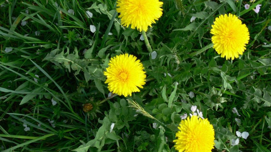 Dente-de-leão, Dicotiledóneas perenes