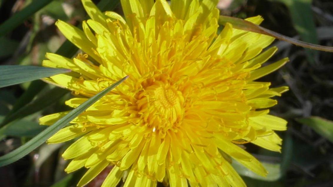 Dente-de-leão, Dicotiledóneas perenes