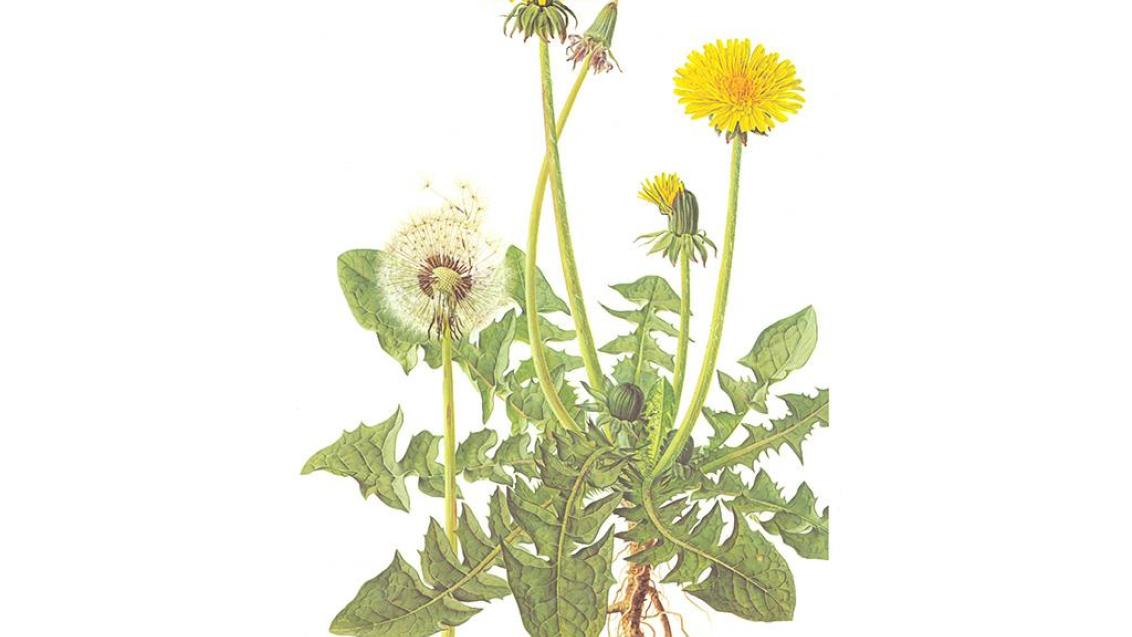 Dente-de-leão, Dicotiledóneas perenes