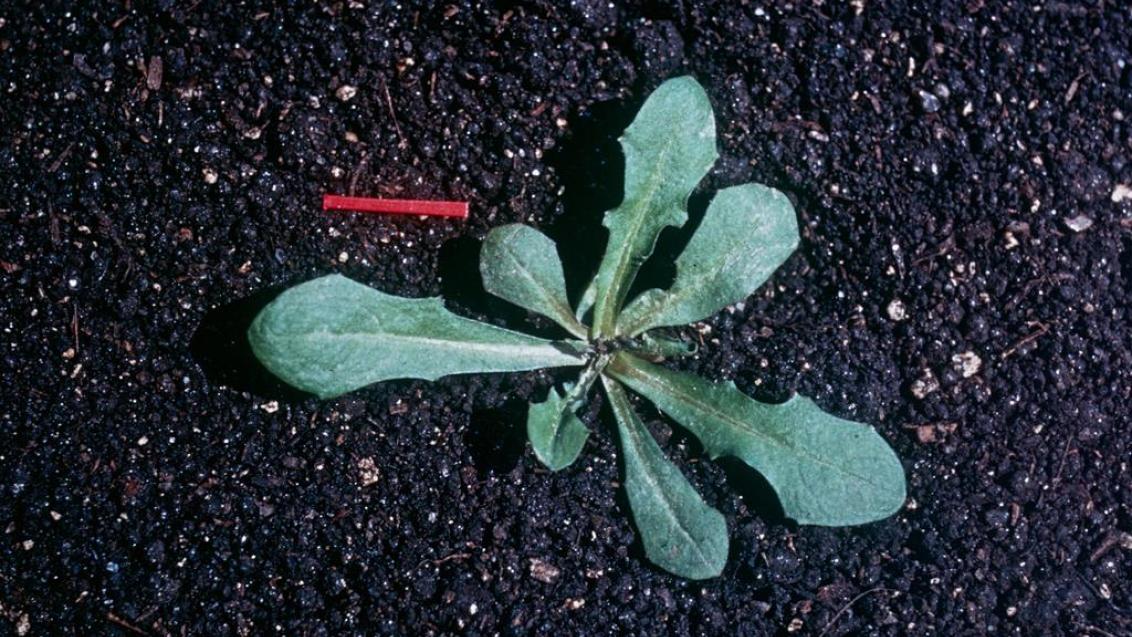Dente-de-leão, Dicotiledóneas perenes