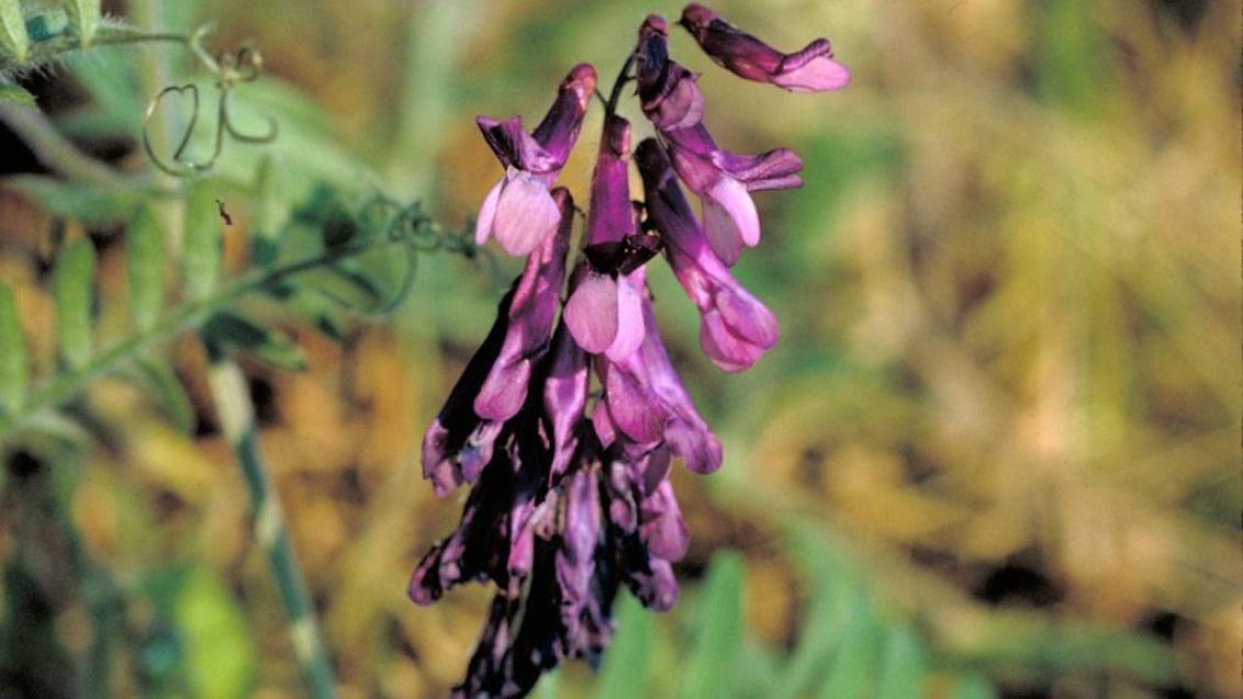 Ervilhaca-de-cachos-roxos, Dicotiledóneas anuais