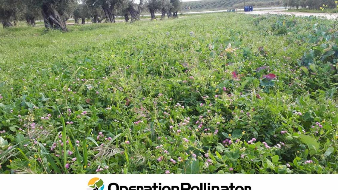 Operation Pollinator multifuncional landscape